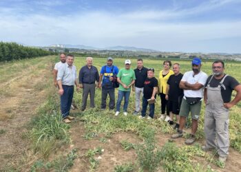 Ο καύσωνας κατέστρεψε τα μπιζέλια στο Αντίγονο- Ολική ζημιά σε 1400στρ. συμβολαιακής γεωργίας