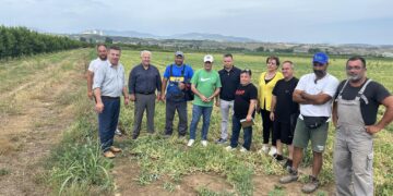 Ο καύσωνας κατέστρεψε τα μπιζέλια στο Αντίγονο- Ολική ζημιά σε 1400στρ. συμβολαιακής γεωργίας