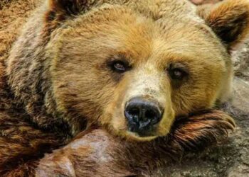 Φλώρινα: Άμεσα μέτρα για την απομάκρυνση της αρκούδας και των μικρών της που εμφανίζονται στην περιοχή