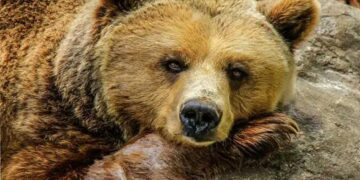 Φλώρινα: Άμεσα μέτρα για την απομάκρυνση της αρκούδας και των μικρών της που εμφανίζονται στην περιοχή