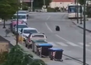 Επιστολή Αντιπεριφερειάρχη Καστοριάς προς ΥΠΕΝ για τις καθημερινές εμφανίσεις αρκούδας σε κατοικημένες περιοχές