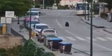 Επιστολή Αντιπεριφερειάρχη Καστοριάς προς ΥΠΕΝ για τις καθημερινές εμφανίσεις αρκούδας σε κατοικημένες περιοχές