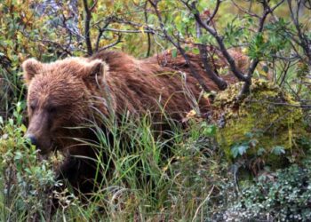Καστοριά: Νεκρή αρκούδα εντοπίστηκε έξω από την Κορησό