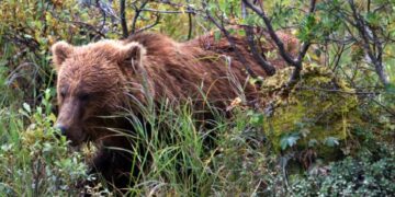 Καστοριά: Νεκρή αρκούδα εντοπίστηκε έξω από την Κορησό