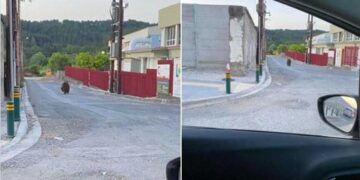 Αρκούδα βγήκε βόλτα σε κεντρικό σημείο στα Γρεβενά