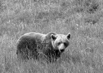 ΑΡΚΤΟΥΡΟΣ: Πέθανε η αρκούδα Μπάρμπαρα – Είχε έρθει εν μέσω πολέμου στη Γιουκοσλαβία, πριν 25 χρόνια