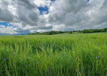 Δάσος Κουρί στην Πτολεμαΐδα - Ένας θησαυρός μόλις 5 λεπτά από το κέντρο της πόλης (βίντεο από το Τμήμα Μοντέρ της Σ.Α.Ε.Κ. Πτολεμαΐδας)