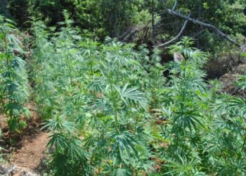 Αστυνομικό Δελτίο: Συνελήφθη 62χρονος στη Φλώρινα που καλλιεργούσε κάνναβη