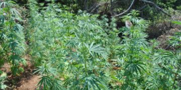 Αστυνομικό Δελτίο: Συνελήφθη 62χρονος στη Φλώρινα που καλλιεργούσε κάνναβη