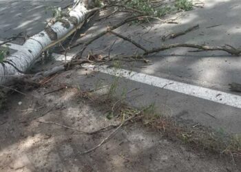 Βόιο: Άγιο είχε Αντιδήμαρχος από πτώση δέντρου