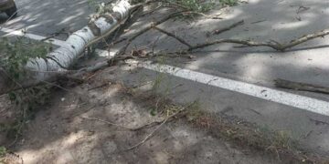 Βόιο: Άγιο είχε Αντιδήμαρχος από πτώση δέντρου