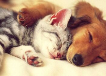 ΔΗΜΟΣ ΕΟΡΔΑΙΑΣ: Επείγουσα ενημέρωση των κηδεμόνων ζώων συντροφιάς -Προθεσμία μέχρι 21 Ιουλίου 2024 για τη δήλωση των κατοικίδιων στο Εθνικό Μητρώο Ζώων Συντροφιάς (Ε.Μ.Ζ.Σ.)