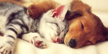 ΔΗΜΟΣ ΕΟΡΔΑΙΑΣ: Επείγουσα ενημέρωση των κηδεμόνων ζώων συντροφιάς -Προθεσμία μέχρι 21 Ιουλίου 2024 για τη δήλωση των κατοικίδιων στο Εθνικό Μητρώο Ζώων Συντροφιάς (Ε.Μ.Ζ.Σ.)