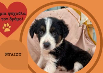 Δήμος Κοζάνης: «Υιοθέτησε ένα αδεσποτάκι» – Κάλεσε στο 2461350457