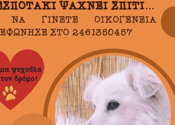 Δήμος Κοζάνης: «Υιοθέτησε ένα αδεσποτάκι» – Κάλεσε στο 2461350457 (Φωτογραφίες)