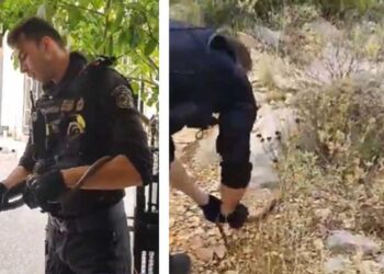 VIRAL βίντεο της ΕΛ.ΑΣ. στα social: Είναι σαύρα ή φίδι; Αστυνομικοί απομάκρυναν ερπετό από πυλωτή πολυκατοικίας