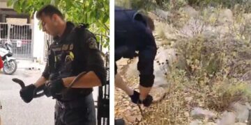 VIRAL βίντεο της ΕΛ.ΑΣ. στα social: Είναι σαύρα ή φίδι; Αστυνομικοί απομάκρυναν ερπετό από πυλωτή πολυκατοικίας