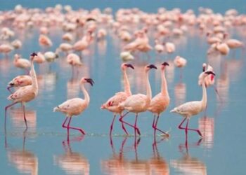 Εορδαία: Τα ροζ φλαμίνγκο της λίμνης του Περδίκκα και οι προοπτικές αξιοποίησής της