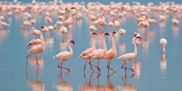 Εορδαία: Τα ροζ φλαμίνγκο της λίμνης του Περδίκκα και οι προοπτικές αξιοποίησής της