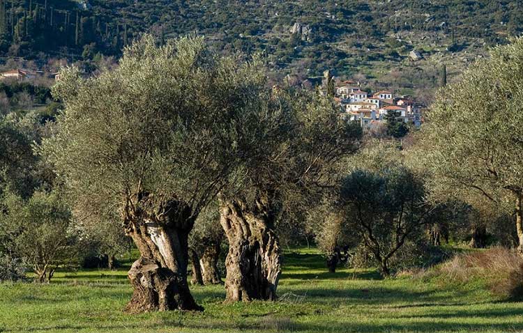 Για τους λάτρεις του trekking διοργανώνεται η καθιερωμένη απόδραση από την Ορειβατική Λέσχη Πτολεμαΐδας