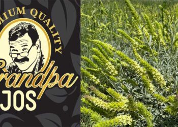 “Τσάι Του Βουνού “Grandpa JOS”: Προσφέρονται θέσεις εργασίας για εργάτες γης