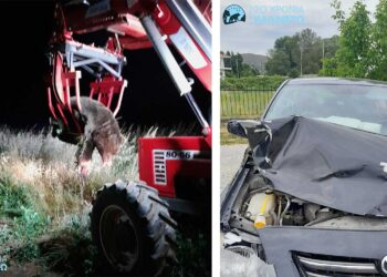 Τροχαίο ατύχημα με νεκρή αρκούδα στην Καστοριά