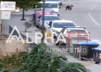 Κορησός Καστοριάς: Δείτε το επίμαχο video με την αρκούδα να κόβει βόλτες στις 6 το πρωί σε κατοικημένη περιοχή