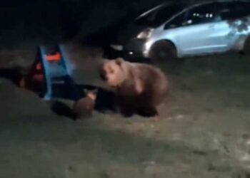 Μαμά αρκούδα βγήκε με τα δυο της αρκουδάκια για βραδινή βόλτα στη Δυτική Μακεδονία