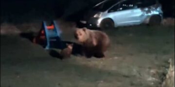 Μαμά αρκούδα βγήκε με τα δυο της αρκουδάκια για βραδινή βόλτα στη Δυτική Μακεδονία