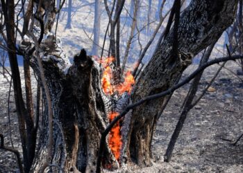 Μπάχαλο με την πυροπροστασία κτιρίων – Προσοχή στην κοπή δέντρων και στο κλάδεμα