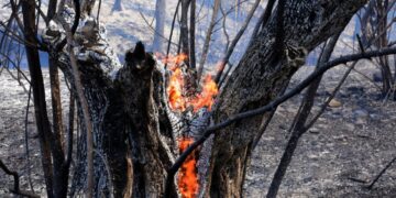 Μπάχαλο με την πυροπροστασία κτιρίων – Προσοχή στην κοπή δέντρων και στο κλάδεμα