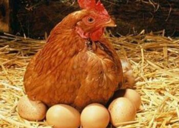 Ομελέτα *αλά γκουρμέ*! – Γράφει ο Πολυχρόνης Ρουσσάκης