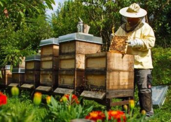 Πρόσκληση σε ταχύρρυθμες εκπαιδεύσεις (τριήμερο σεμινάριο) μελισσοκόμων έτους 2024