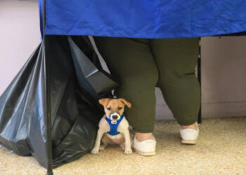 Ευτράπελα στις ευρωεκλογές 2024: Με παιδιά, σκυλιά και ποδήλατα στις κάλπες – Στη Λάρισα πήγαν να ψηφίσουν και κλείστηκαν στο ασανσέρ