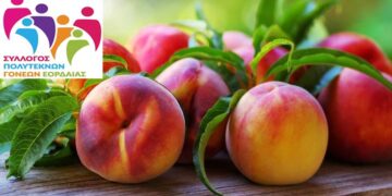 Σύλλογος Πολυτέκνων Γονέων Εορδαίας: Δωρεάν ροδάκινα και νεκταρίνια σε όλα τα μέλη - Διαβάστε λεπτομέρειες