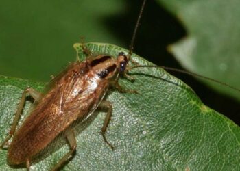 Συναγερμός στη Λάρισα από «ιπτάμενες επιδρομές» - Οι ήπιοι χειμώνες φέρνουν χιλιάδες κατσαρίδες -