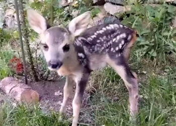 Ο «Μάρλον Μπράντο» της Καστοριάς