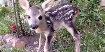 Ο «Μάρλον Μπράντο» της Καστοριάς