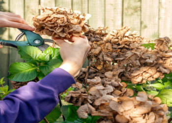 8 oδηγίες επιβίωσης των φυτών σας για όσο καιρό θα λείπετε σε διακοπές