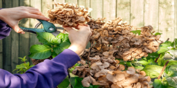 8 oδηγίες επιβίωσης των φυτών σας για όσο καιρό θα λείπετε σε διακοπές