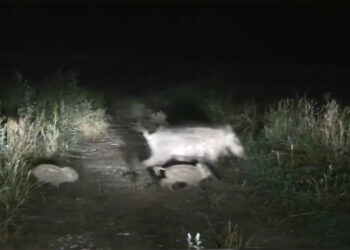 Κοζάνη: Εθελοντικές ομάδες δίωξης αγριόχοιρων