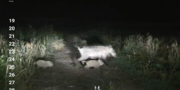 Κοζάνη: Εθελοντικές ομάδες δίωξης αγριόχοιρων