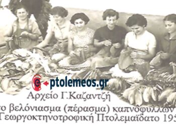 Από το βελόνιασμα καπνόφυλλων στην Γεωργοκτηνοτροφική Πτολεμαΐδα το 1955 – Από τη στήλη του Γ. Καζαντζή στον ΠΑΛΜΟ (3/7)