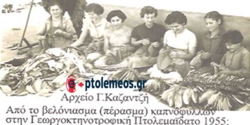 Από το βελόνιασμα καπνόφυλλων στην Γεωργοκτηνοτροφική Πτολεμαΐδα το 1955 – Από τη στήλη του Γ. Καζαντζή στον ΠΑΛΜΟ (3/7)