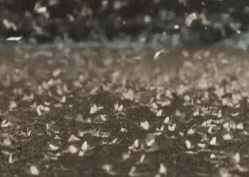 Απόκοσμη εικόνα στη Λάρισα με τρομακτικό σμήνος εντόμων (βίντεο)