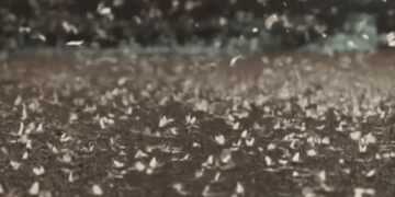 Απόκοσμη εικόνα στη Λάρισα με τρομακτικό σμήνος εντόμων (βίντεο)