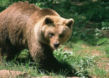 Αρκούδα επιτέθηκε σε κοπάδι προβάτων στο Δισπηλιό Καστοριάς