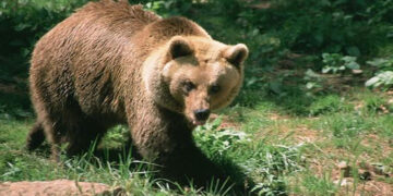 Αρκούδα επιτέθηκε σε κοπάδι προβάτων στο Δισπηλιό Καστοριάς