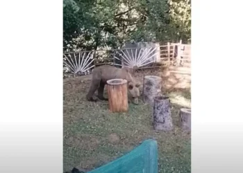 Περιβόλι Γρεβενών: Αρκούδα έκανε βόλτες σε αυλή σπιτιού – Βίντεο!