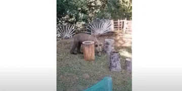 Περιβόλι Γρεβενών: Αρκούδα έκανε βόλτες σε αυλή σπιτιού – Βίντεο!